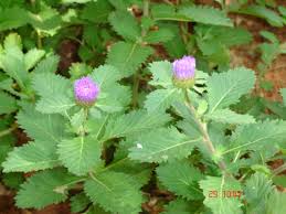 Image result for Vernonia anthelmintica