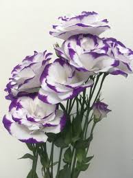Free shipping · low prices guaranteed · cut flowers, no plants White Lisianthus With Purple Edge Purple Tips Beautiful Roses Amazing Flowers