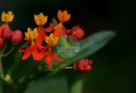 Image result for Isonema infundibuliflorum