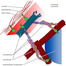We did not find results for: Ijms Free Full Text Formins Linking Cytoskeleton And Endomembranes In Plant Cells Html
