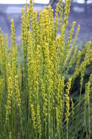 Image result for Solidago