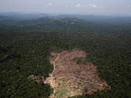 Abenteuer regenwald antwortete am 16.01.2021. Aus Dem Amazonas Regenwald Konnte Bald Eine Savanne Werden Business Insider