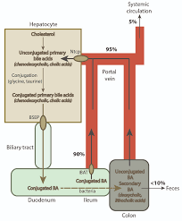 Bile Acids Eclinpath