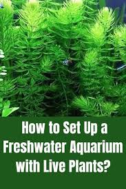 Abby Schmutz (maschmutz)