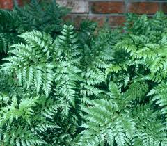 Image result for Rumohra adiantiformis