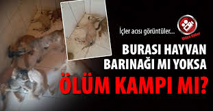 Denizli Buyuksehir Belediyesi Nin Hayvan Barinaginda Sok Goruntuler Haber Horozu
