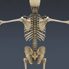 Human Skeleton Nose Anatomy 3d Model Human Skeleton Anatomy Human Skeleton Skeleton Anatomy