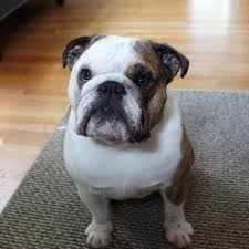 We are world's most popular french bulldog breeder, with more than a million followers. Old English Bulldog Puppies Mn News Pets News And Review
