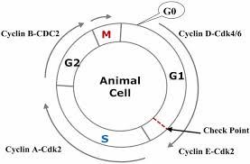 Check spelling or type a new query. Simplified Illustration Of The Cell Cycle And Some Factors Involved In Download Scientific Diagram