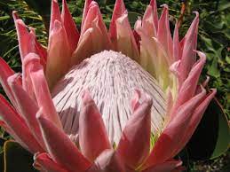 A Majestic King Protea Flower Growing On Our Floral Farm Ready To Be Picked And Added To One Of Our Tropicalflower Protea Flower Growing Flowers King Protea