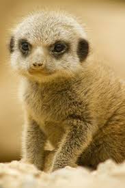 Meerkats They Re Cuter Than Sloths Meerkat Animal Photo Baby Meerkat