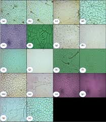 Image result for Endostemon tereticaulis