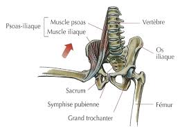 L Angle Droit Acces Libre Yogapage Le psoas et le muscle iliaque. l angle droit acces libre yogapage