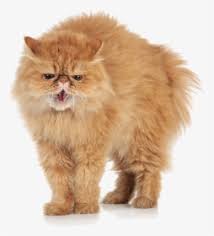Angry Cat Png Images Free Transparent Angry Cat Download Kindpng It's a completely free picture material come from the public internet and the real upload of users. angry cat png images free transparent