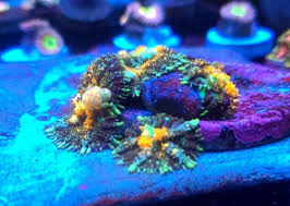 Maybe you would like to learn more about one of these? California Wtb Wtb Powerball Bounce Mushroom And Uc Amazeball Goniopora Reef2reef Saltwater And Reef Aquarium Forum