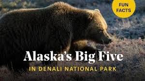 Denali national park and preserve is located in interior alaska and is home to mount mckinley, the tallest mountain in north america at 20, 320 feet (6,194 m). Close Encounters With Bears Wolves Moose In Alaska Denali National Park Wildlife Photography Youtube
