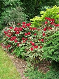 Rododendron Francesca Plants Francesca
