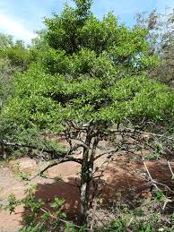 Image result for Psydrax locuples