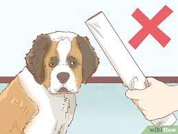 Get more info on our website. How To Care For A Saint Bernard 15 Steps With Pictures