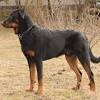 Berger picard is an ancient french herding dog breed. 1