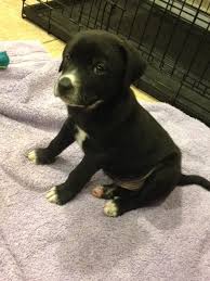 Advertise, sell, buy and rehome labrador retriever dogs and puppies with pets4homes. Dog Ready For Adoption Labrador Retriever Mixed Medium Coat Named Domino In Keyport Labrador Retriever Labrador Retriever Dog Labrador Retriever Puppies