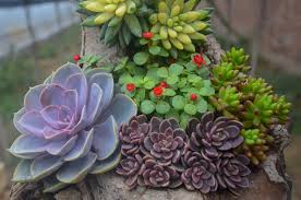 Shop our huge selection of puzzles, games & toys now. Sweet Succulents Home Facebook