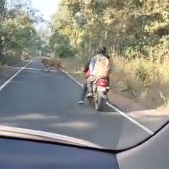 Bikers stop mid-way after tiger appears on road in viral video. Here's what  they did - India Today