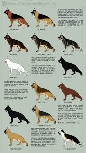 German Shepherd Colorings Didnt Know There Was So Many