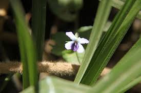 Image result for Viola abyssinica