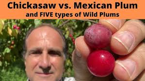 Chickasaw Plum (Prunus angustifolia)