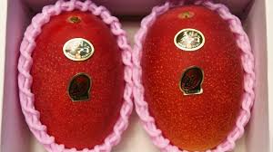 The miyazaki mangoes are dubbed as one the most costly fruits in the world and are found in just a the two trees are unique japanese miyazaki, a variety of mango that is sold at around rs 2.70 lakh. Pair Of Mangoes Goes For Record 4 488 Yen At First Auction