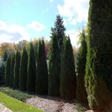 Narrow, pyramidal shape features rich, green foliage that keeps its lustrous color throughout the cold winter months. Onlineplantcenter 2 Gal Smaragd Emerald Green Arborvitae Tree Discontinued A00224 The Home Depot Arborvitae Tree Emerald Green Arborvitae Arborvitae