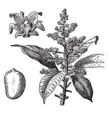 Mango Tree Drawing Vector Images Over 100