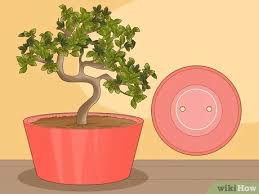 Watering a bonsai tree is not difficult, different than watering a common houseplant. Simple Ways To Revive A Bonsai Tree 13 Steps With Pictures