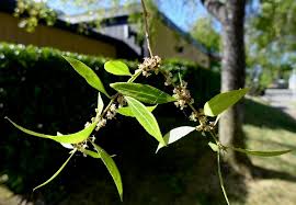 Image result for Maytenus