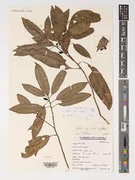 Image result for Vepris bachmannii