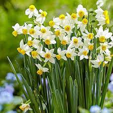 Green Drive Stone Haven In 2020 Bulb Flowers Daffodil Bulbs Daffodils