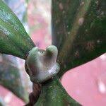 Image result for Tabernaemontana brachyantha