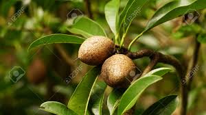 Image result for Manilkara concolor