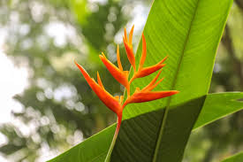 Of all the plants grown, few attract the attention that is paid to the strelitzia question: Ultimate Bird Of Paradise Plant Care Guide Strelitzia Reginae Petal Republic
