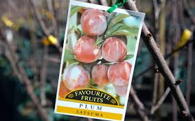 Satsuma plums are a japanese variety botanically known as prunus salicina. Prunus Satsuma Plum 10 Pot Hello Hello Plants Garden Supplies
