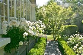 In order to grow a thick rose hedge, you may plant rose bushes in two rows. Favorite Carefree Wonder Roses Kristywicks Com In 2021 Vignette Design Rose Tree Landscape White Rose Garden