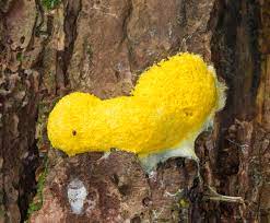 A mysterious slime mould that destroys everything in its path. Fuligo Septica Wikipedia
