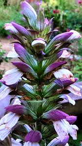 Image result for Sclerochiton ilicifolius