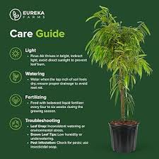 Image result for Ficus muelleriana