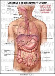 Quotes About Digestive System 24 Quotes