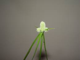 Image result for Kyllinga odorata