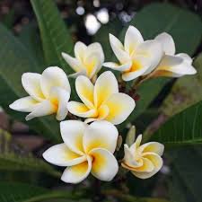 I Frangipani In Australia Le Plumerie In Fiore Alla Periferia Di Sydney Cairns E Brisbane Sono Uno Spettacolo D Fiori Frangipani Fiori Giardino Fiori Bianchi