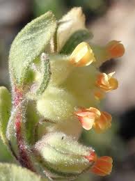 Image result for Hermannia quartiniana