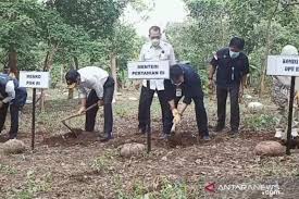 Tanaman porang merupakan tumbuhan herba dan menahun. A 8rsabt9ord8m